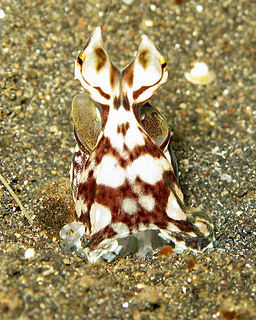 Mimic octopus